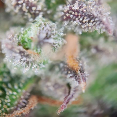 White Widow Automatic growlog timeline photo
