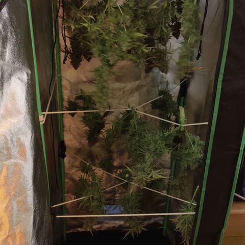 White Widow Automatic growlog timeline photo
