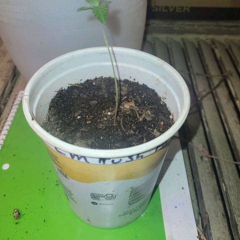 Collie Man Kush #2 (I2) growlog timeline photo
