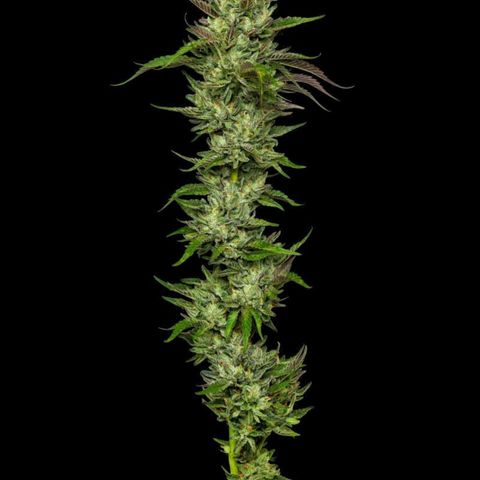 Collie Man Kush #2 (I2) growlog timeline photo