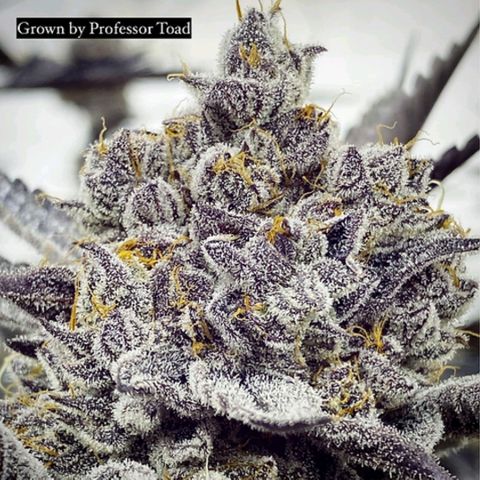 Ice Cream Cake (I1) growlog timeline photo