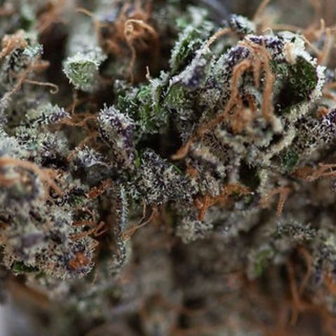 Ice Cream Cake (I1) growlog timeline photo
