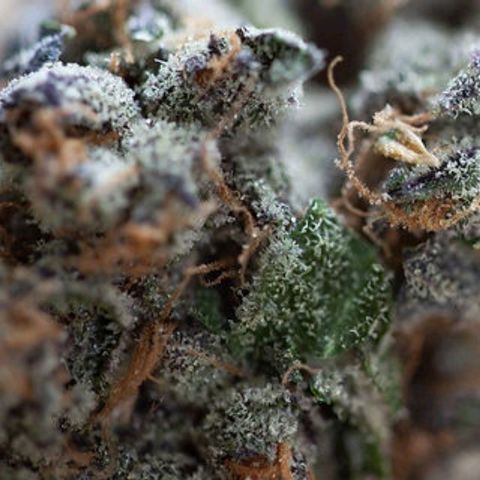Ice Cream Cake (I1) growlog timeline photo