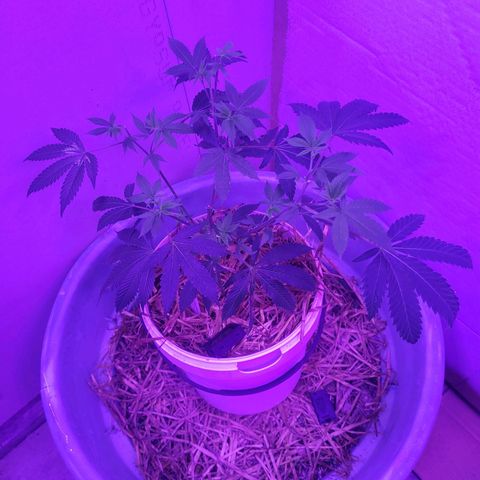 College Park (I1) growlog timeline photo