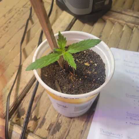 Collie Man Kush #2 (I2) growlog timeline photo