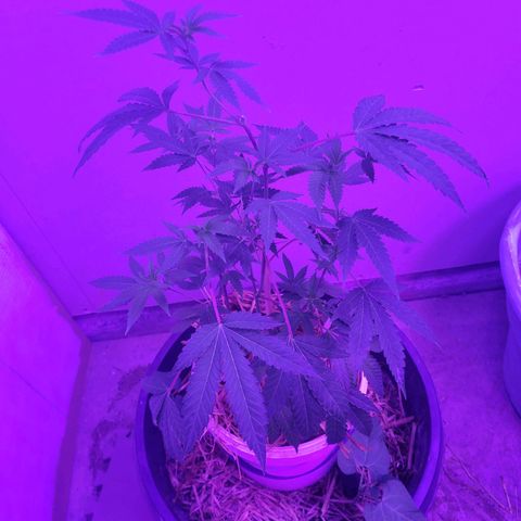 Ice Cream Cake (I1) growlog timeline photo