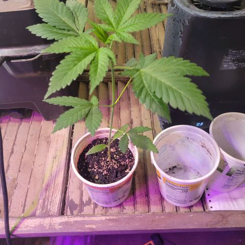 Amnesia Haze #2 (I2) growlog timeline photo