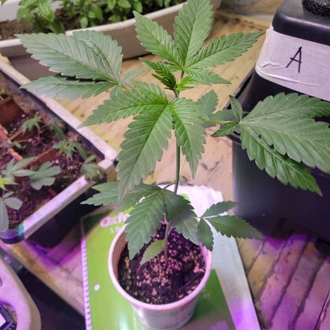 Amnesia Haze #2 (I2) growlog timeline photo