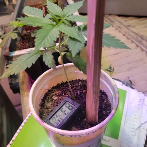 Collie Man Kush #2 (I2) growlog timeline photo