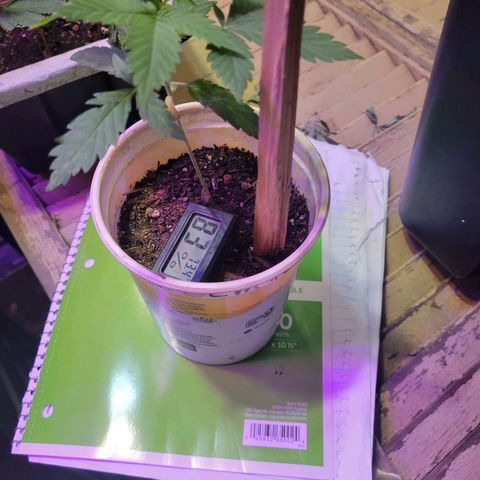 Collie Man Kush #2 (I2) growlog photo: Right nodes.  Stout plant..  Possible new mother?