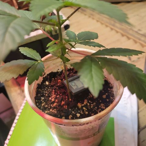 Dessert Runtz growlog photo: Right node spacing   good mother if female.