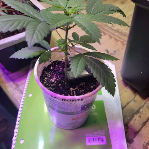 Dessert Runtz growlog timeline photo