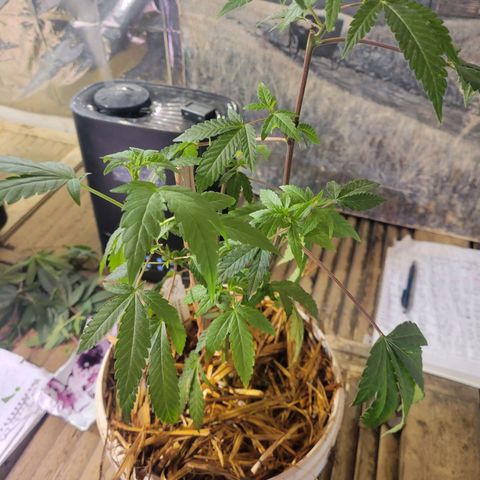Ice Cream Cake (I1) growlog photo: Post clone trim.  Leave alone for 4 weeks.