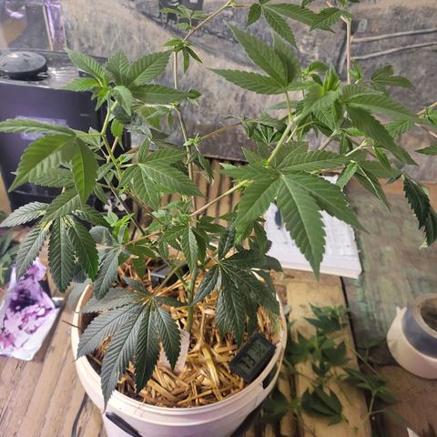 College Park (I1) growlog timeline photo
