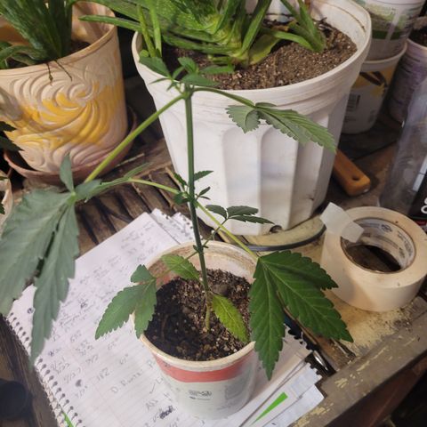 Amnesia Haze #2 (I2) growlog timeline photo