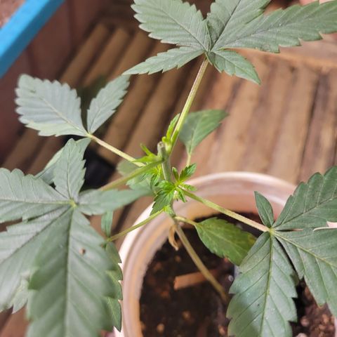 Collie Man Kush #2 (I2) growlog timeline photo