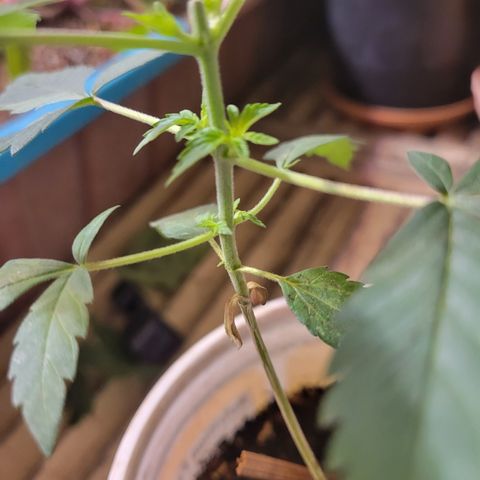 Collie Man Kush #2 (I2) growlog timeline photo