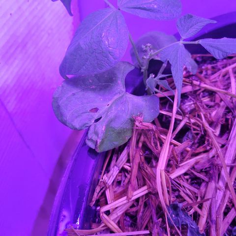 Ice Cream Cake (I1) growlog photo: Burning tips.  New growth is fine.  Beans show burning as well.  Watch pH