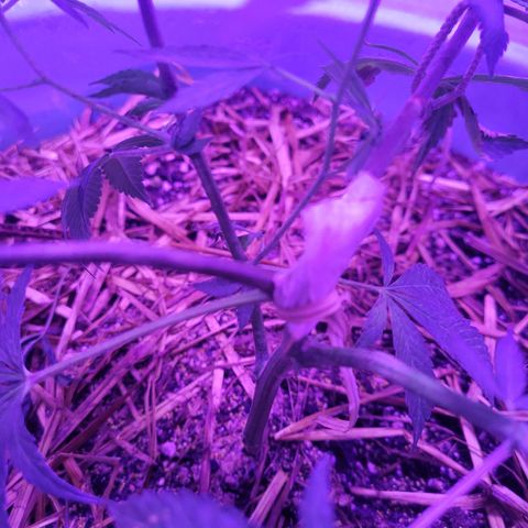 College Park (I1) growlog timeline photo