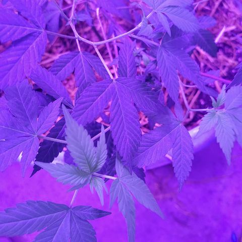 College Park (I1) growlog timeline photo