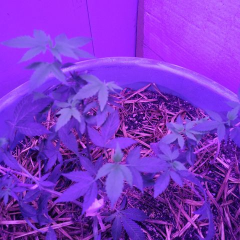 College Park (I1) growlog timeline photo