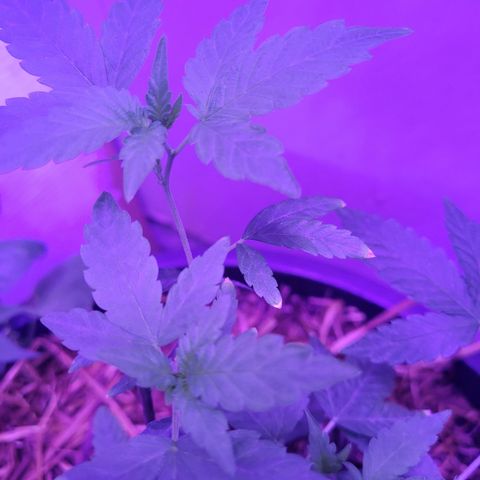Ice Cream Cake (I1) growlog photo: Burning tips.  New growth is fine.  Beans show burning as well.  Watch pH