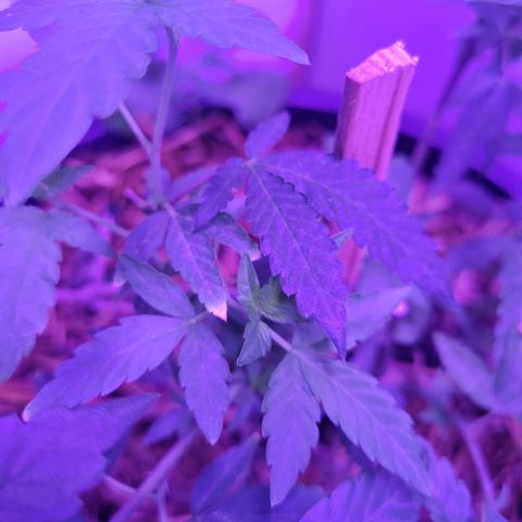 Ice Cream Cake (I1) growlog photo: Burning tips.  New growth is fine.  Beans show burning as well.  Watch pH