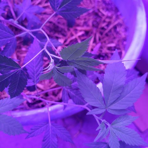College Park (I1) growlog timeline photo