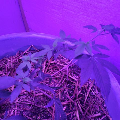 College Park (I1) growlog timeline photo