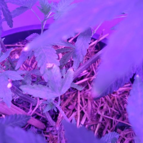 Ice Cream Cake (I1) growlog photo: Burning tips.  New growth is fine.  Beans show burning as well.  Watch pH