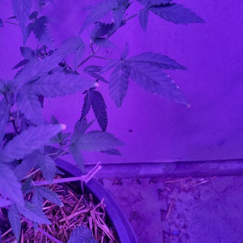 Ice Cream Cake (I1) growlog photo: Burning tips.  New growth is fine.  Beans show burning as well.  Watch pH