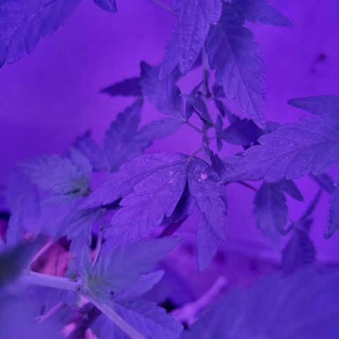 Ice Cream Cake (I1) growlog photo: Burning tips.  New growth is fine.  Beans show burning as well.  Watch pH