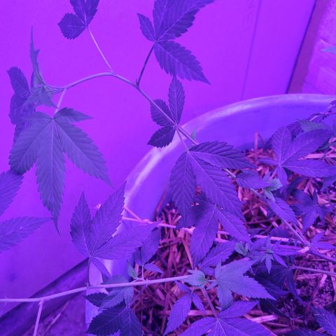 College Park (I1) growlog timeline photo