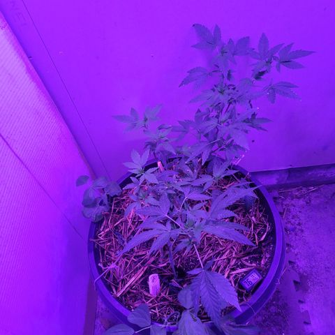 Ice Cream Cake (I1) growlog timeline photo