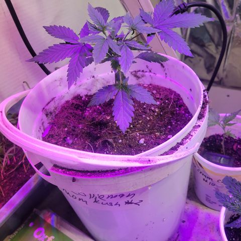 Collie Man Kush #2 (I2) growlog timeline photo