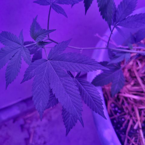 College Park (I1) growlog timeline photo