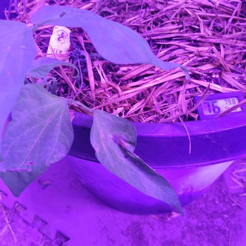 Ice Cream Cake (I1) growlog photo: Burning tips.  New growth is fine.  Beans show burning as well.  Watch pH