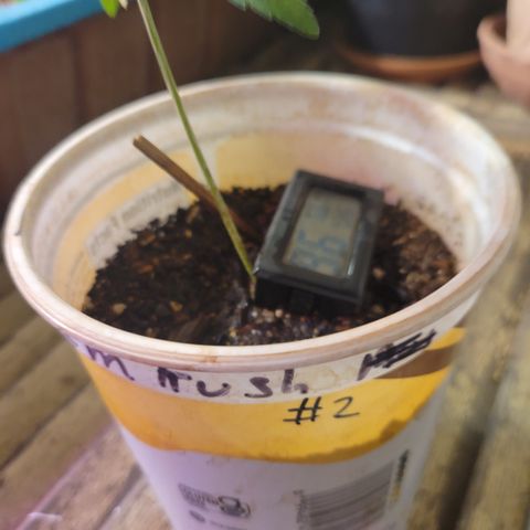 Collie Man Kush #2 (I2) growlog timeline photo