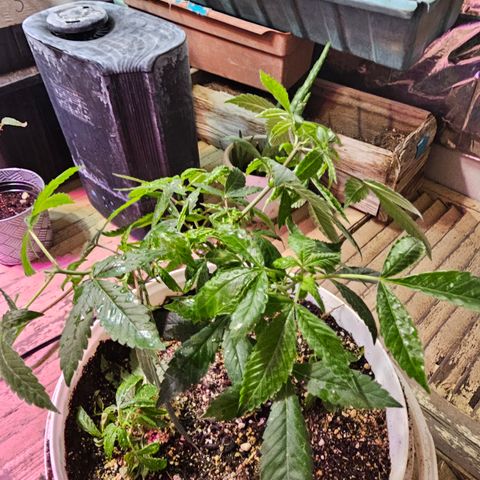 Dessert Runtz growlog timeline photo