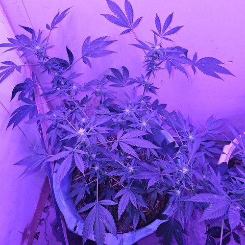 Amnesia Haze #2 (I2) growlog timeline photo