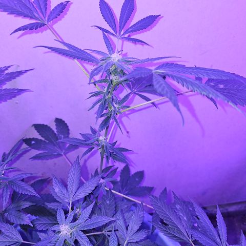 Amnesia Haze #2 (I2) growlog timeline photo