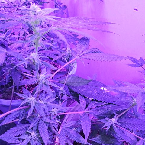 Collie Man Kush #2 (I2) growlog timeline photo