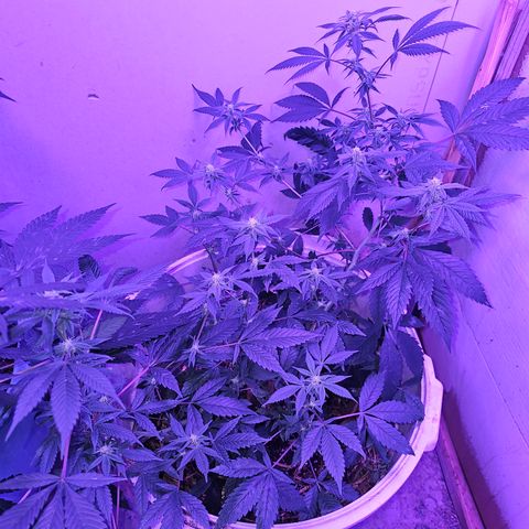 Collie Man Kush #2 (I2) growlog timeline photo