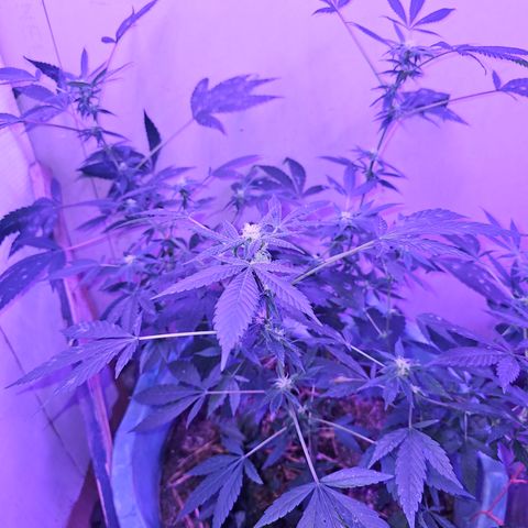 Amnesia Haze #2 (I2) growlog timeline photo