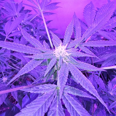 Amnesia Haze #2 (I2) growlog timeline photo