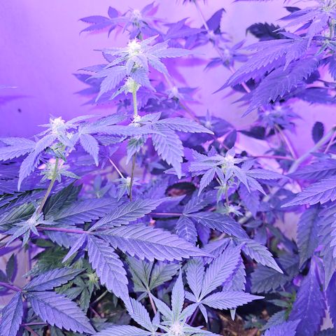 Collie Man Kush #2 (I2) growlog timeline photo