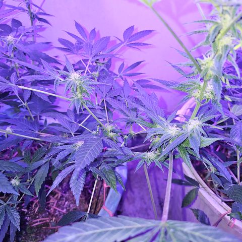 Amnesia Haze #2 (I2) growlog timeline photo
