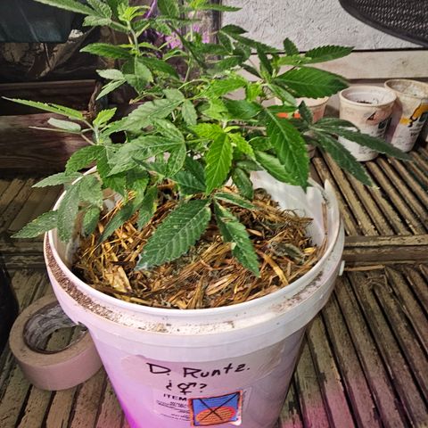 Dessert Runtz growlog timeline photo
