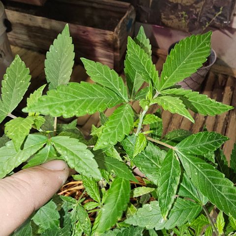 Dessert Runtz growlog timeline photo