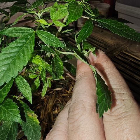Dessert Runtz growlog timeline photo